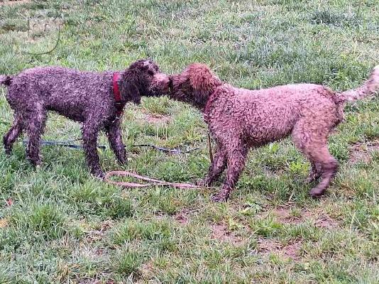 Κουτάβια Lagotto Romagnolo